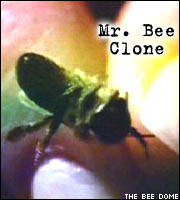 Mister Bee