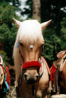 horses01 (132K)