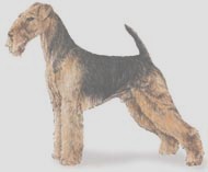 airedale_JBG.jpg (5985 bytes)