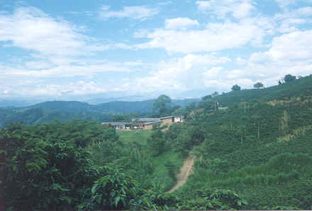 finca.jpg (14855 bytes)