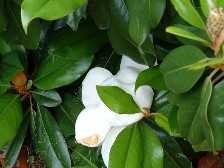 magnolia
