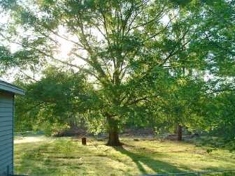 "My Magnificent Oak"
