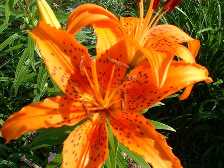 lilies