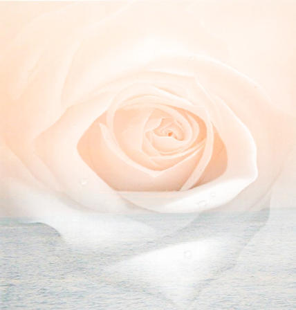 rose palette she calls it
