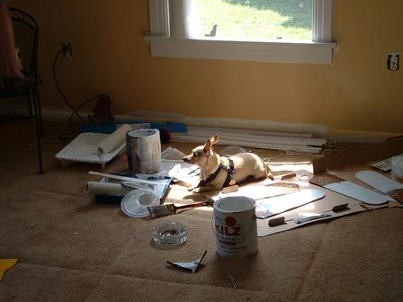 Pepper in the Spotlight