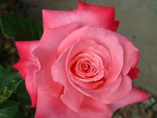 gorgeous rose