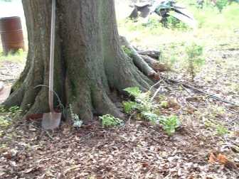humongus oak