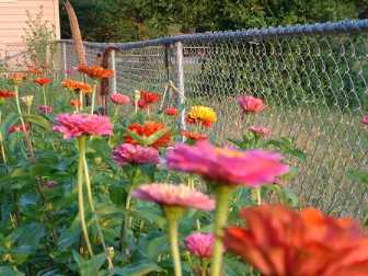 zinnias