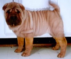 Image of princess.jpg