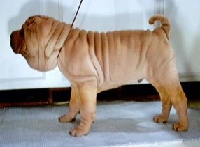 Image of wilbur.jpg