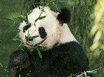 Panda Bear