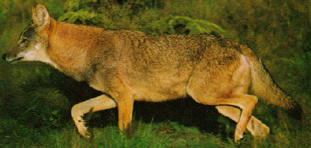 Red Wolf
