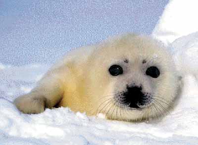 Baby Harp Seal