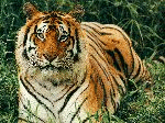 Bengal Tiger