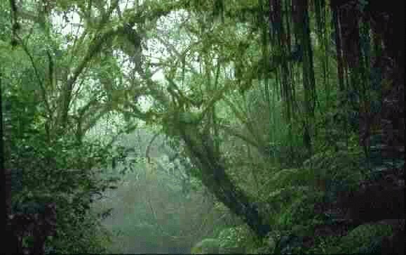 Rainforest Andes
