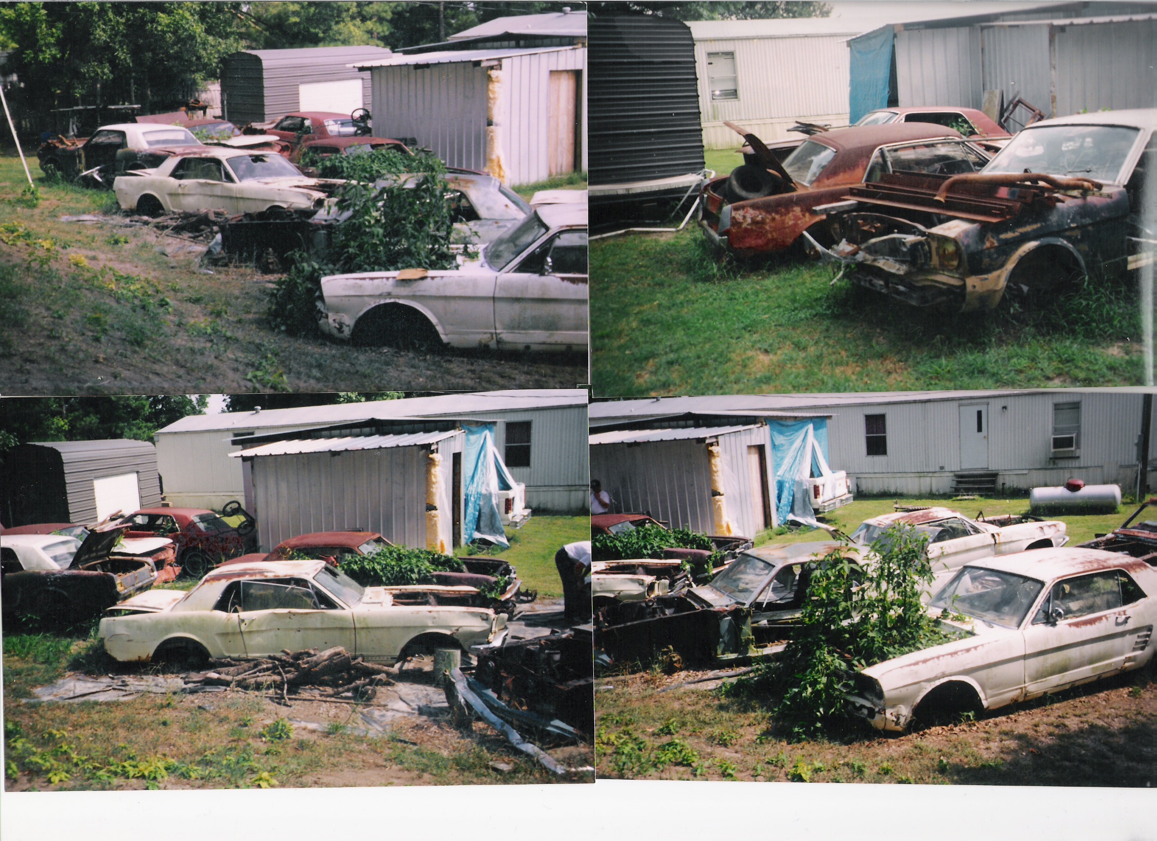 Mustangs