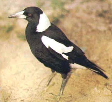 magpie