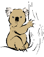 koala