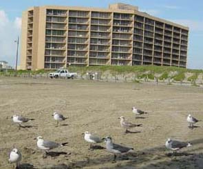 Click to visit the Dunes web site