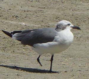 One footed gull