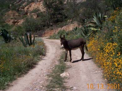 Burro