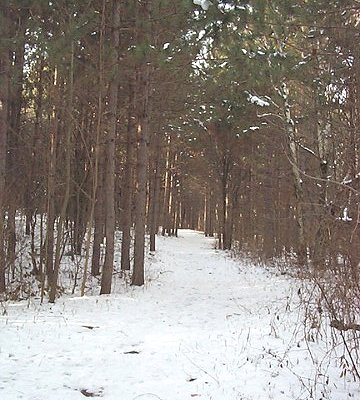 Whit Pine Trail