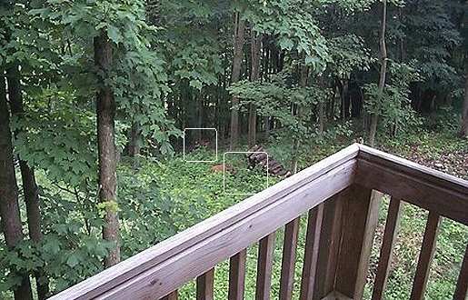Young Fawns