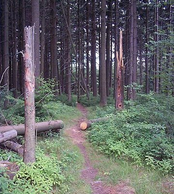 Race Loop Trail