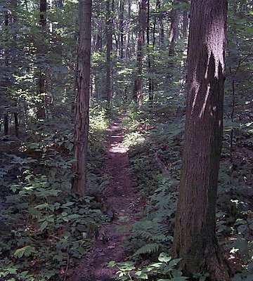 Mutton Hollow Trail