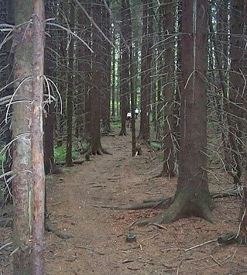 Finger Lakes Trail