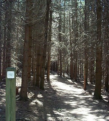 Lookout Trail