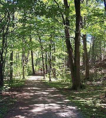 White Pine Trail