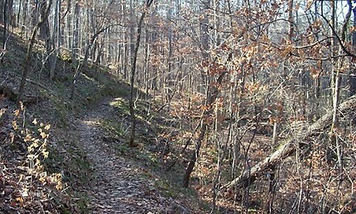 Pine Tree Loop