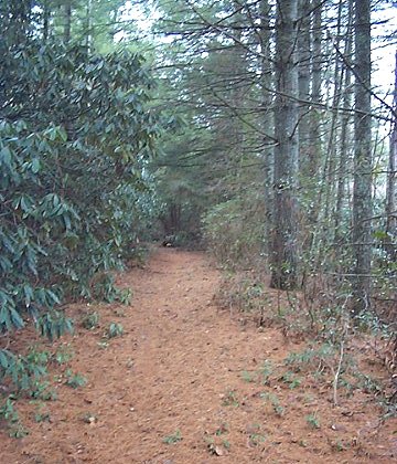 Pine Tree Trail