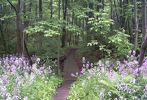 Scarlet Tanager Trail