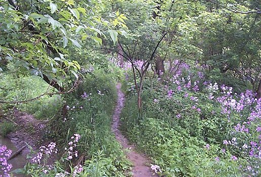 Discovery Trail