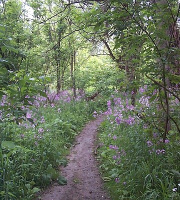 Black Walnut Trail