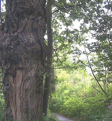 Hickory Tree