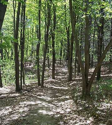 Ski Loop #2