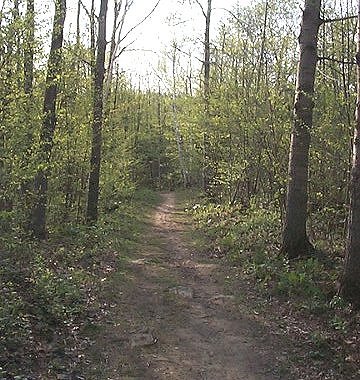 White Pine Trail