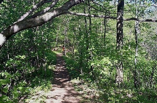 Woodlands Trail