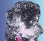 Puddles My Buddy