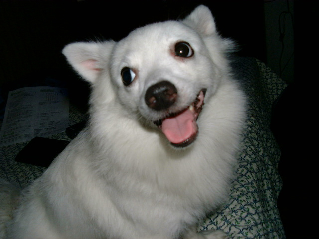 Dogs