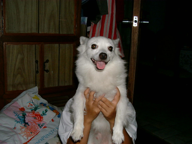 Dogs
