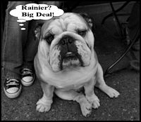 Dog on Coffee Break - Seattle street scene