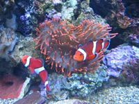 Stop the search.&nbsp; WE found Nemo!!
