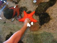 Cole feeling the starfish.