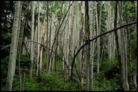 Stand of Aspens