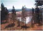 Res5.jpg (449059 bytes)