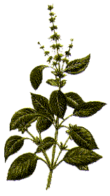 Memorize what this plant looks like! (http://www.schwartz.co.uk/handsguide.cfm/id/109)